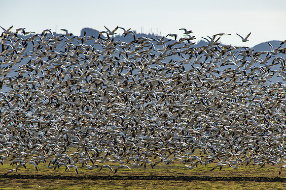 Snow Geese on Fir Island March 2019-7519