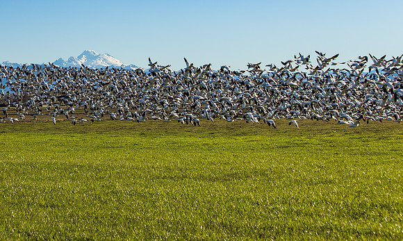 Snow Geese on Fir Island March 2019-7512