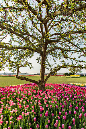 Roozengaarde April 2019-7772