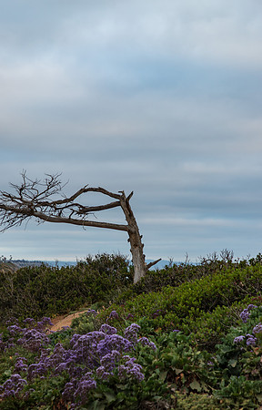 Carlsbad CA April 2019-8557