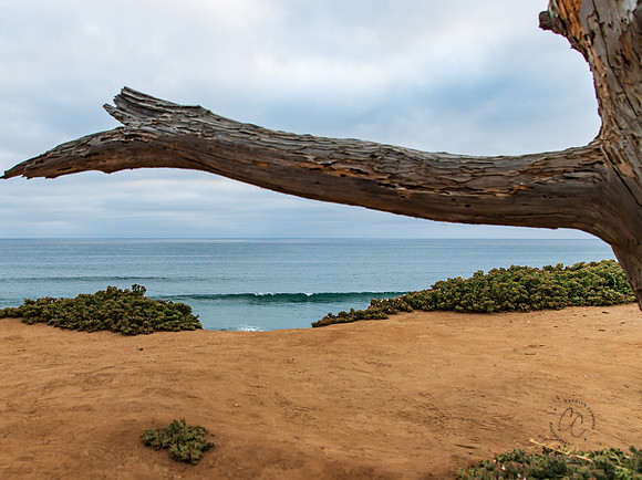 Carlsbad CA April 2019-8560