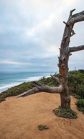 Carlsbad CA April 2019-8562
