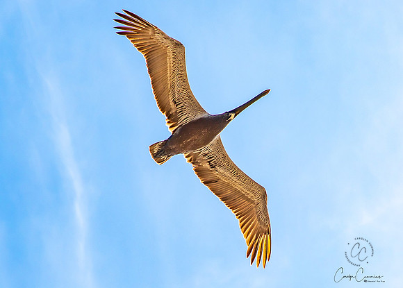 California Pelican April 2019-8665
