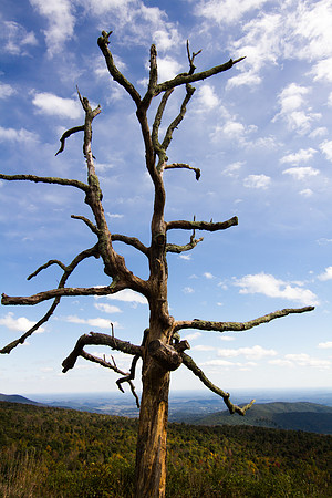 Shenendoah Valley Tree-8662