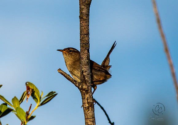 Birdie at Tennant Lake May 2019-9530