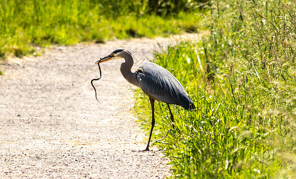 Steigerwald Natl Wildlife Refuge June 2019-0188