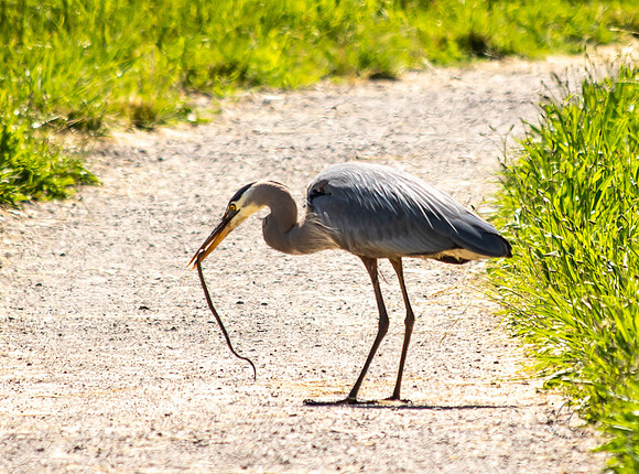 Steigerwald Natl Wildlife Refuge June 2019-0201