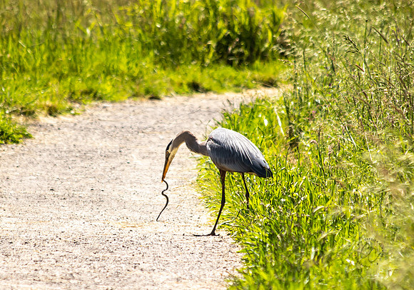 Steigerwald Natl Wildlife Refuge June 2019-0183