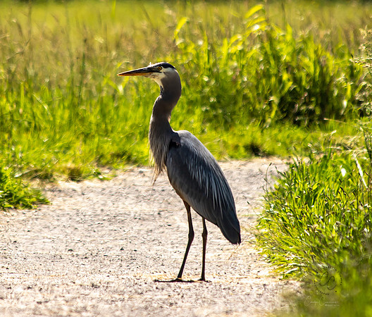 Steigerwald Natl Wildlife Refuge June 2019-0211