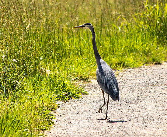 Steigerwald Natl Wildlife Refuge June 2019-0213