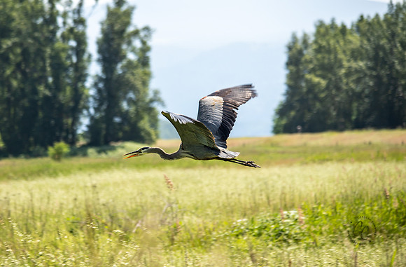 Steigerwald Natl Wildlife Refuge June 2019-0233
