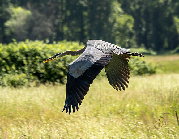 Steigerwald Natl Wildlife Refuge June 2019-0235