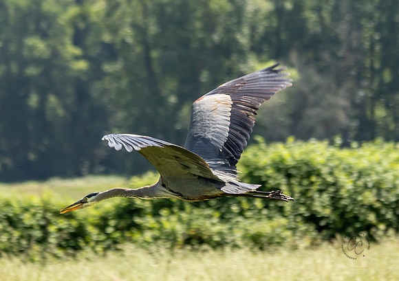 Steigerwald Natl Wildlife Refuge June 2019-0236
