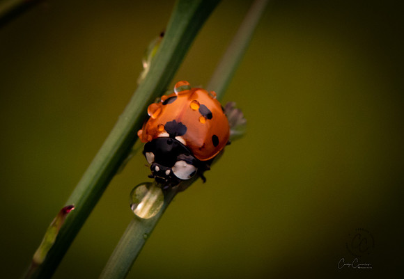 Lady Bug and rain drops July 2019-3122