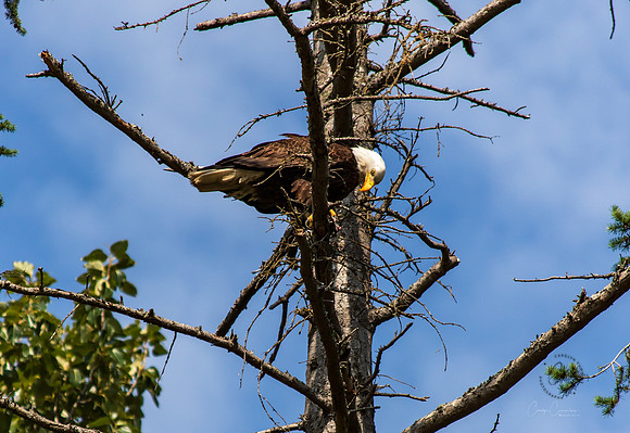 Eagle in Back Yard July 2019-3890