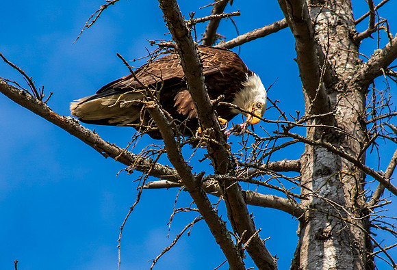 Eagle in Back Yard July 2019-3916