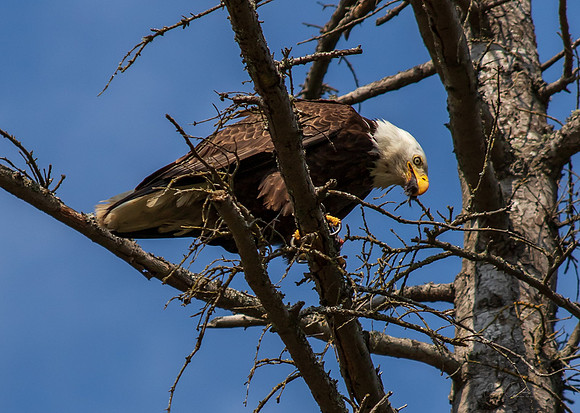 Eagle in Back Yard July 2019-3918