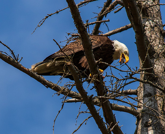 Eagle in Back Yard July 2019-3917
