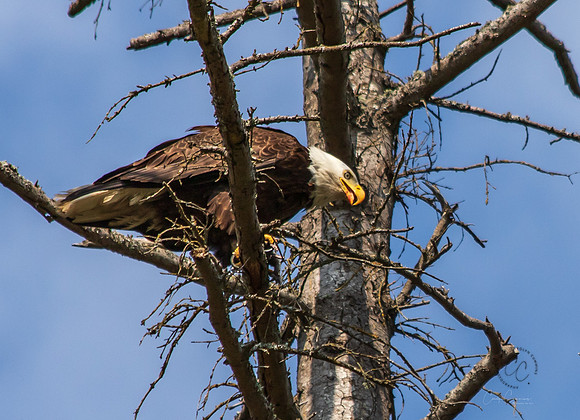 Eagle in Back Yard July 2019-3900