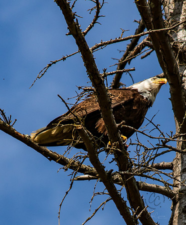 Eagle in Back Yard July 2019-3921
