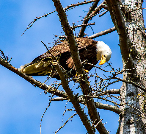 Eagle in Back Yard July 2019-3922