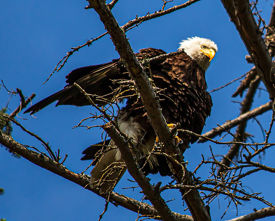 Eagle in Back Yard July 2019-3957
