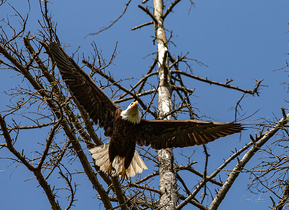 Eagle in Back Yard July 2019-3979