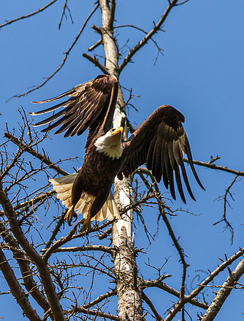 Eagle in Back Yard July 2019-3980