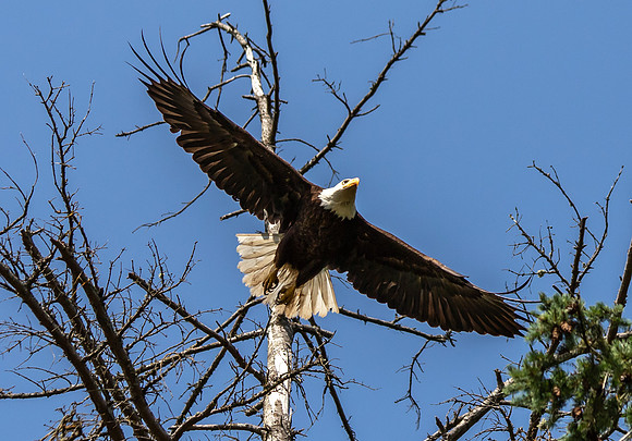 Eagle in Back Yard July 2019-3981