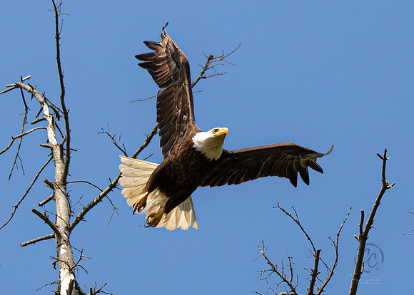 Eagle in Back Yard July 2019-3982