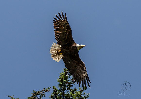 Eagle in Back Yard July 2019-3984