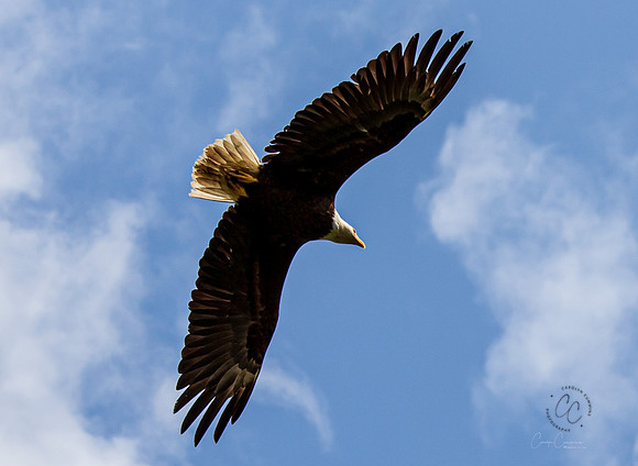 Eagle in Back Yard July 2019-3989