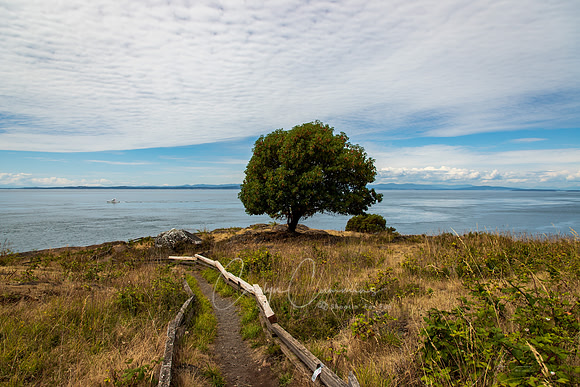 San Juan Island July 2019-3551