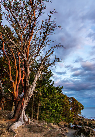 San Juan Island July 2019-3857