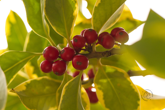 Holly Nov 2016-6653