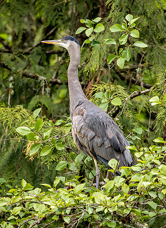 Heron at Whatcom Falls Park May 2022-0759