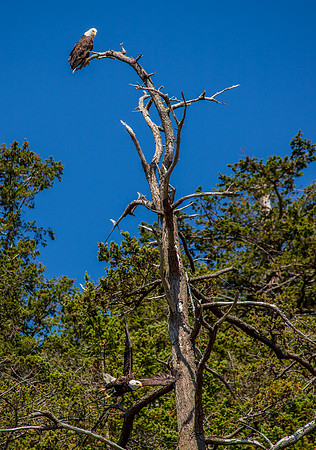 Eagles on Lummi Island-5913