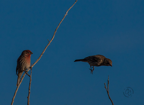 Birds -7377