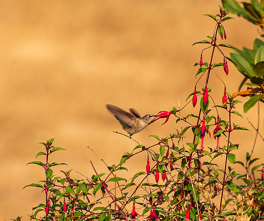 Birds -5227