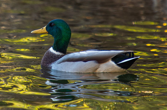 Birds -6498