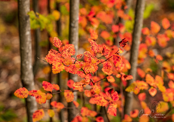 Big Rock Garden Oct 2019-7817