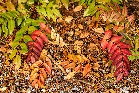 Big Rock Garden Oct 2019-7830