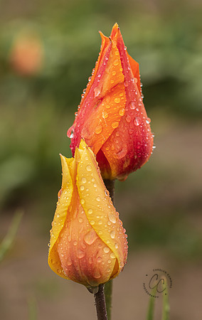 Tulip Town April 2022-9596