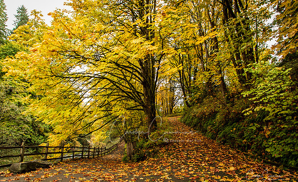 Tumwater Falls Olympia WA Oct 2019-8092