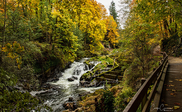 Tumwater Falls Olympia WA Oct 2019-8146