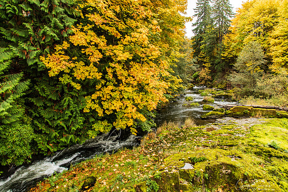 Tumwater Falls Olympia WA Oct 2019-8043