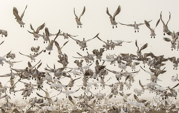 Snow Geese on Fir Island Nov 2019-8675