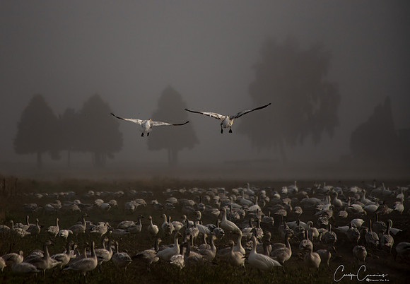 Snow Geese on Fir Island Nov 2019-8750