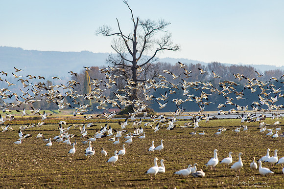 Snow Geese on Fir Island Nov 2019-8895