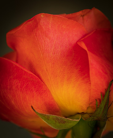 Peach Rose 2022-8351